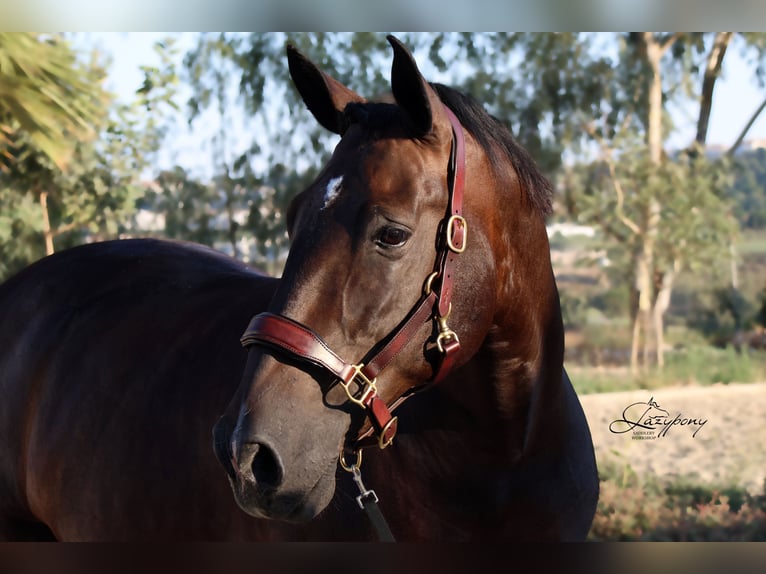 Cabezada de сuadra de cuero premium Classic Lazypony/ Patent leather premium halter Lazypony