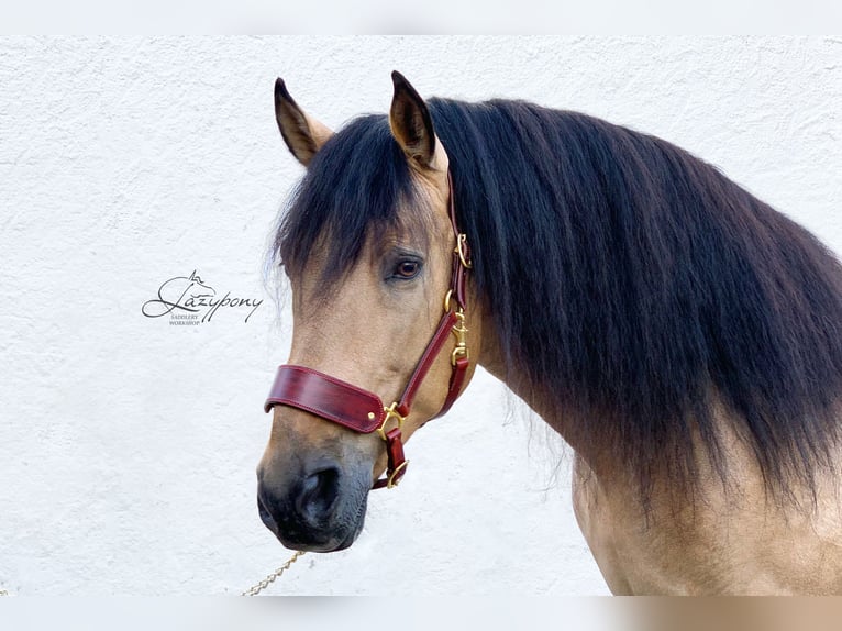 Leather horse halter Lazypony, cabezada de cuedra de cuero Lazypony, custom headcollar