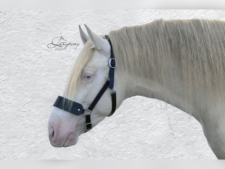 Leather horse halter Lazypony, cabezada de cuedra de cuero Lazypony, custom headcollar