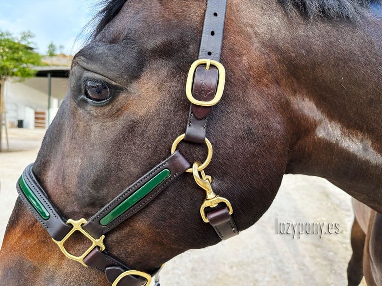 Patent leather halter Lazypony, cabezada de cuadra de cuero, Cabezada de charol Lazypony