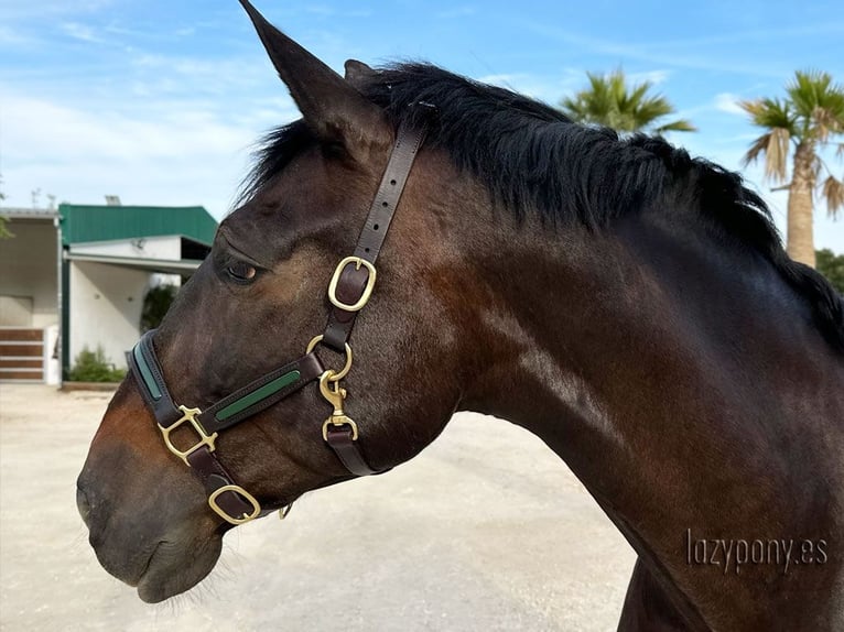 Patent leather halter Lazypony, cabezada de cuadra de cuero, Cabezada de charol Lazypony