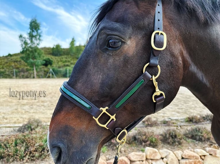 Patent leather halter Lazypony, cabezada de cuadra de cuero, Cabezada de charol Lazypony 