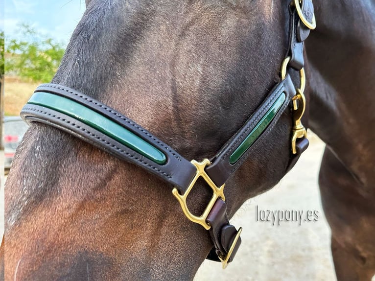 Patent leather halter Lazypony, cabezada de cuadra de cuero, Cabezada de charol Lazypony 