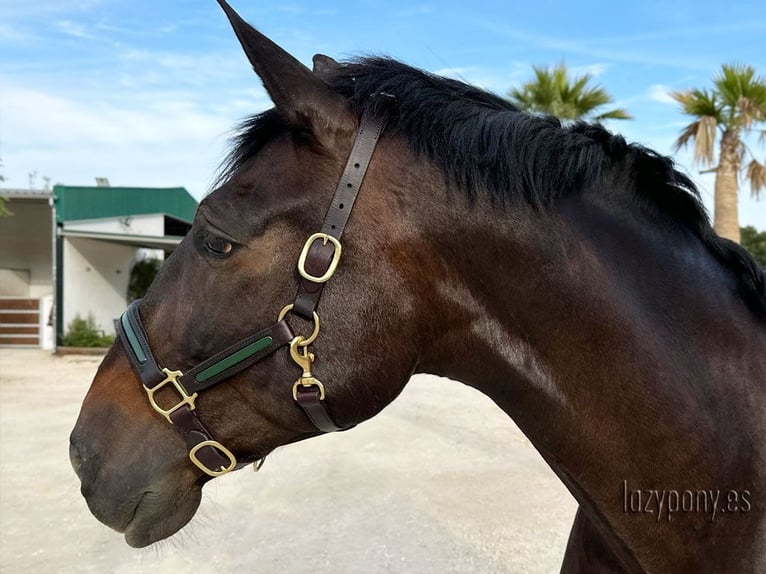 Patent leather halter Lazypony, cabezada de cuadra de cuero, Cabezada de charol Lazypony 