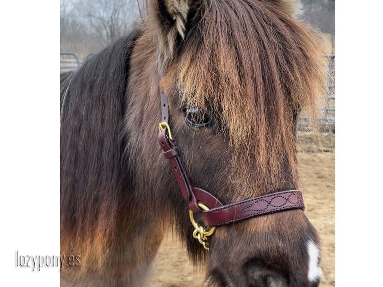 Show halter with embroidery Lazypony, Cabezadas de Presentacion Lazypony