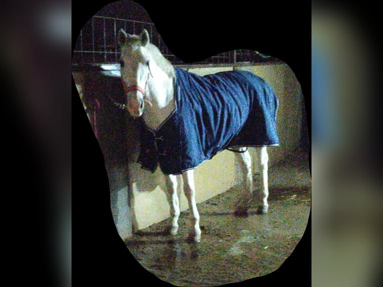 Manta para caballo de invierno 