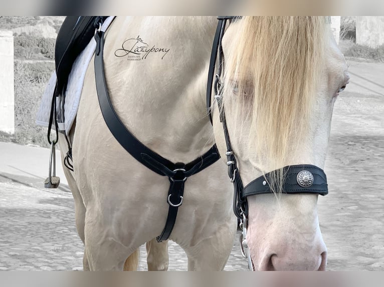 Pechopetral western Lazypony , Leather western breastplate Lazypony Pechopetral western Lazypony , Leather western breastplate Lazypony