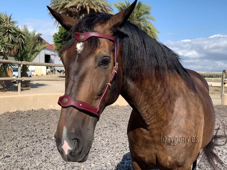 Frontalera Barroca Lazypony de cuero Lazypony, Leather baroque browband