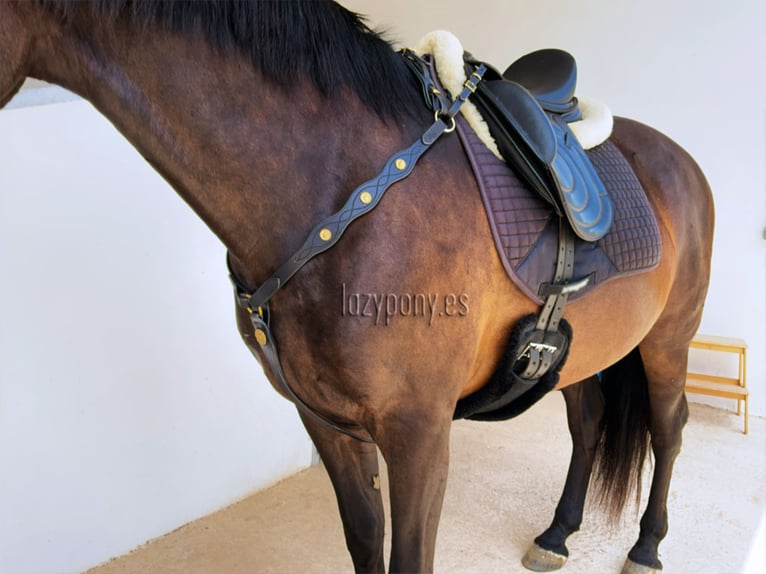 Pechopetral Portugués Lazypony, baroque horse breastplate, pechopetral de cuero Lazypony