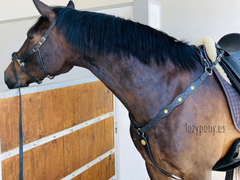 Pechopetral Portugués Lazypony, baroque horse breastplate, pechopetral de cuero Lazypony