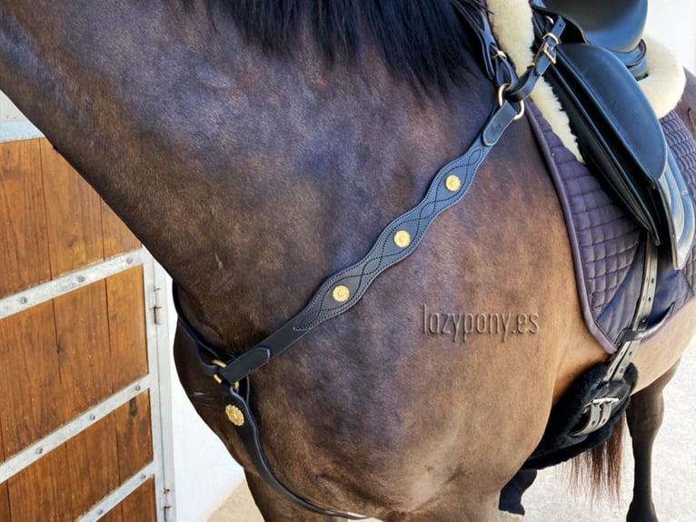 Pechopetral Portugués Lazypony, baroque horse breastplate, pechopetral de cuero Lazypony