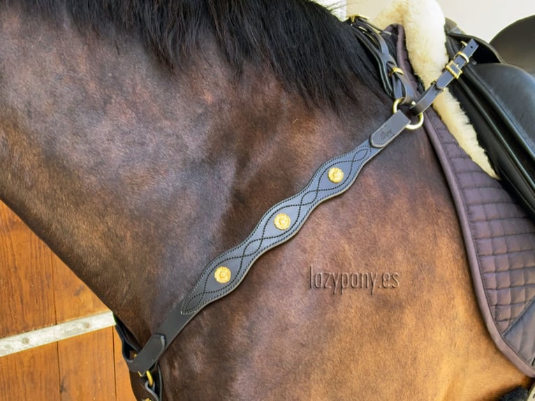 Pechopetral Portugués Lazypony, baroque horse breastplate, pechopetral de cuero Lazypony