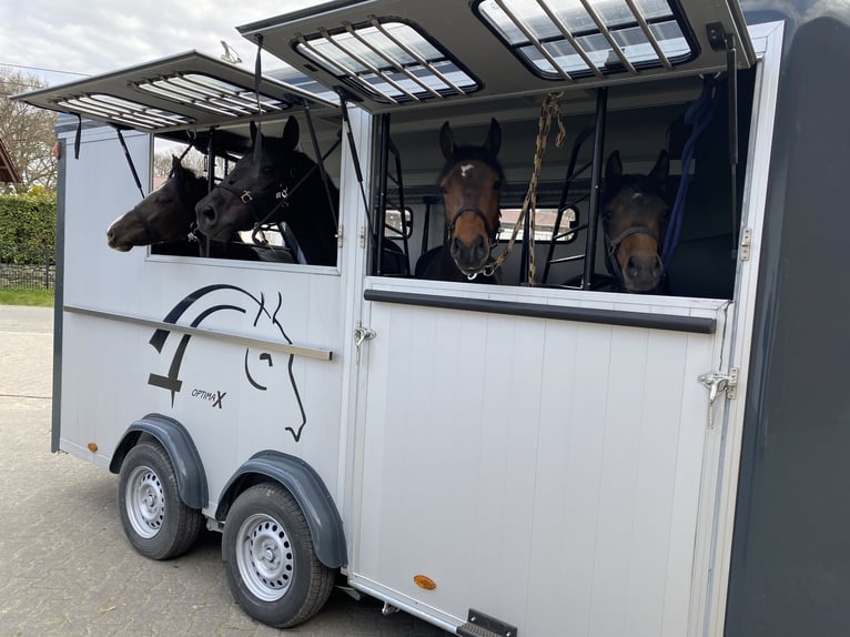 Pferdetransport Taxi Deutschland Österreich Ungarn Holland
