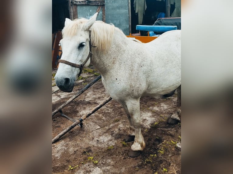 Carro con pony para turismo rural