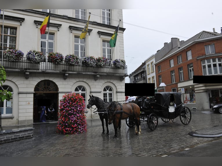 Carruaje Landauer para caballos, Grand Luxe