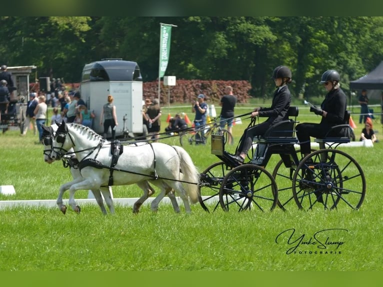 Presentatie wagen voor pony's 