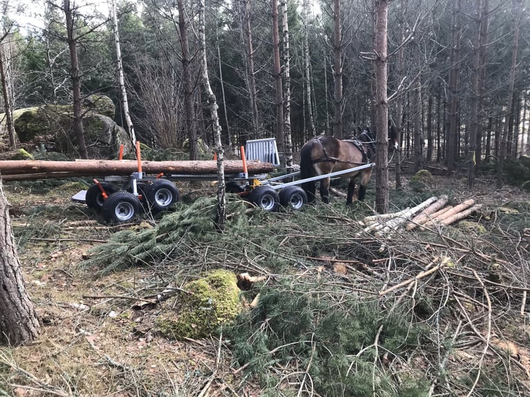 TW 5 Pferdemehrzweckanhänger, gebremst