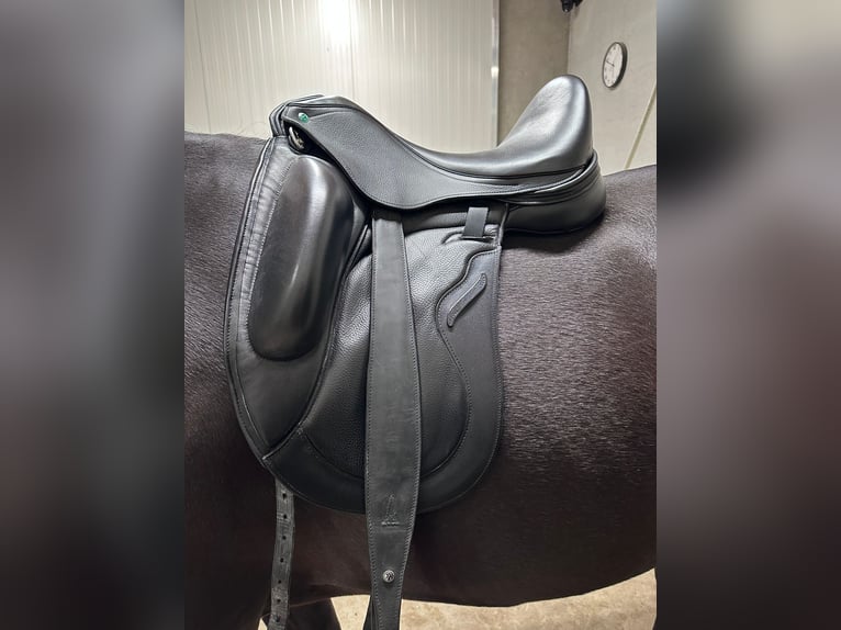 Envy Motion, silla de doma de 17 pulgadas