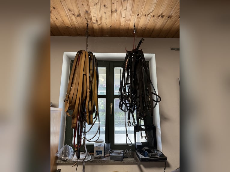 Varios arneses de carreta Haflinger usados