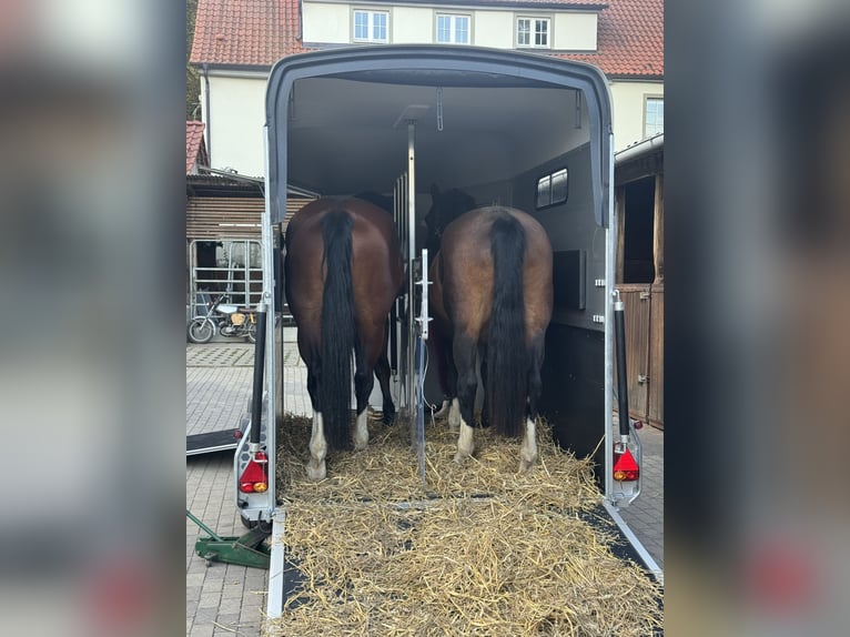 Alquiler de gran remolque para caballos Cheval Touring XL