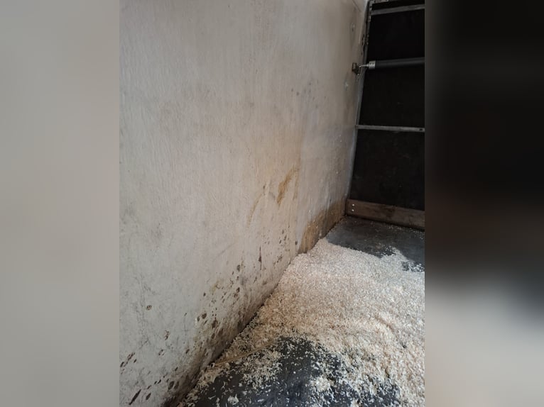 Remolque para caballos con cabina de equipajes