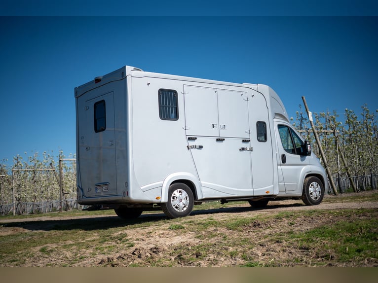 FIAT - DUCATO (2020)
