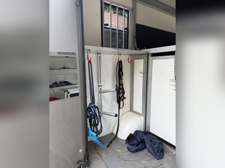 Transportín para caballos STX de 5 plazas