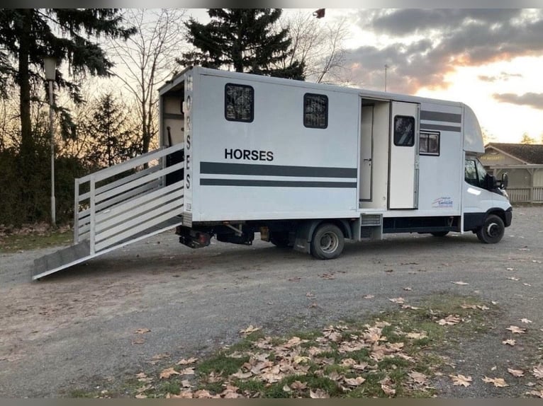 Transportín de caballos Iveco Daily para 3 caballos con vivienda incorporada