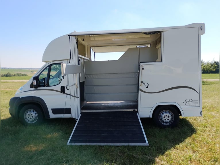 Transportista de caballos con dos rampas laterales, solo 20.500 km, ideal para transporte de ganado 