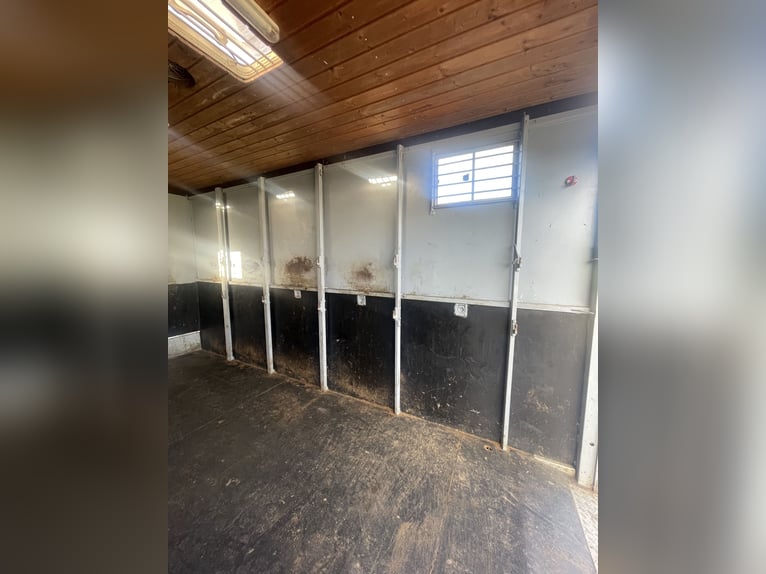 Top gepflegter Pferdetransporter variabel bis 5 Pferde