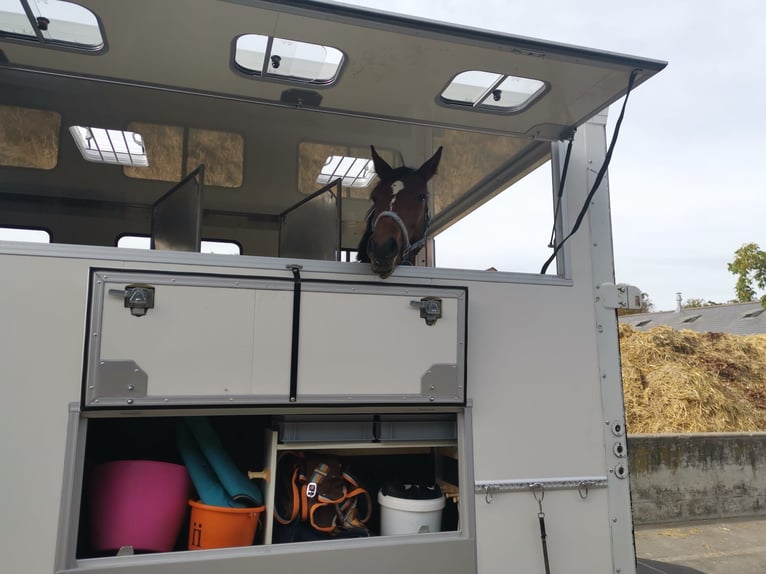 Carro con zona de vivienda para 3 caballos
