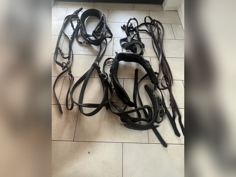 Arnés para carruaje de caballos