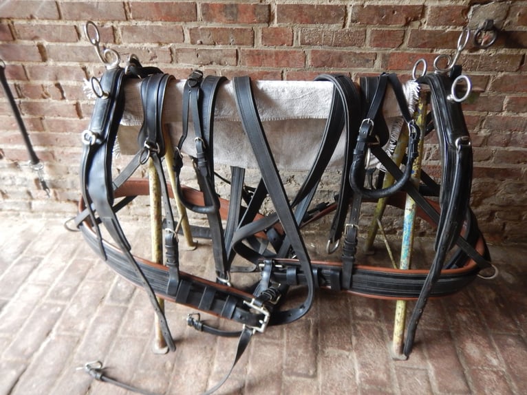 Arnés para tiro doble para robustos caballos de tiro pesado