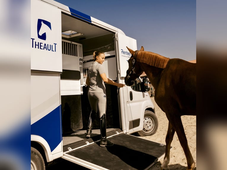 Furgoneta para caballos FIRSTEO Theault - para alquiler