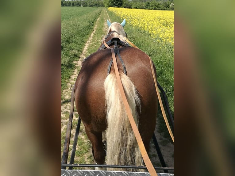 Kaltblutgeschirr Einspänner