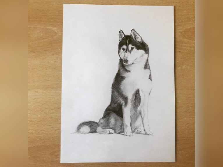 Tierportrait, Bleistift, Steinstift, Pastel nach Fotovorlage ab 50€