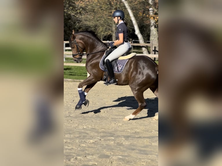 Clases a domicilio ‧ Paseo en poni ‧ Entrenamiento de caballos jóvenes