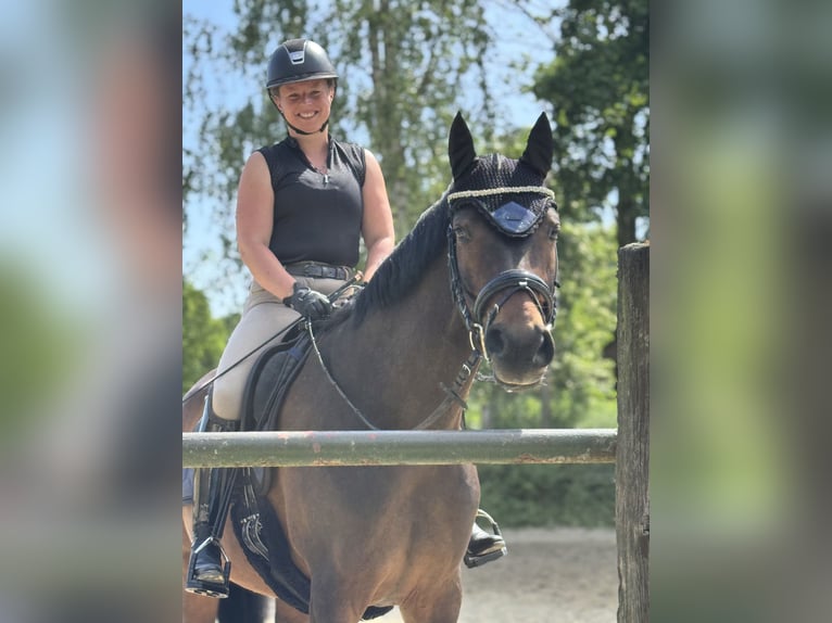 Clases de equitación a domicilio y entrenamiento en Bochum y alrededores