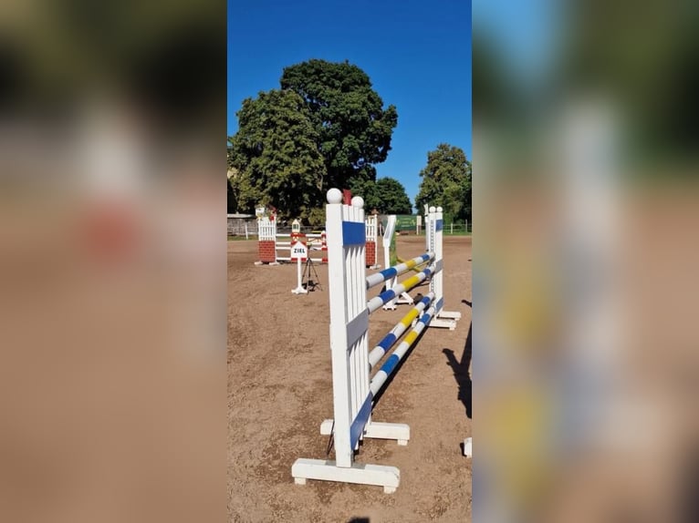 Clases de equitación en Uehlfeld – doma, salto y entrenamiento personalizado