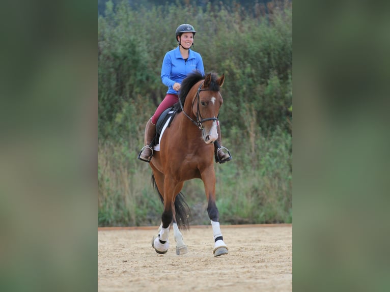 Clases de equitación integrales con caballos de escuela y propio caballo, doma, clases de doma, entr