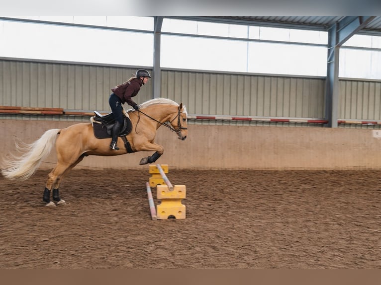 Clases de equitación y asesoramiento en todo lo relacionado con los caballos 🐴