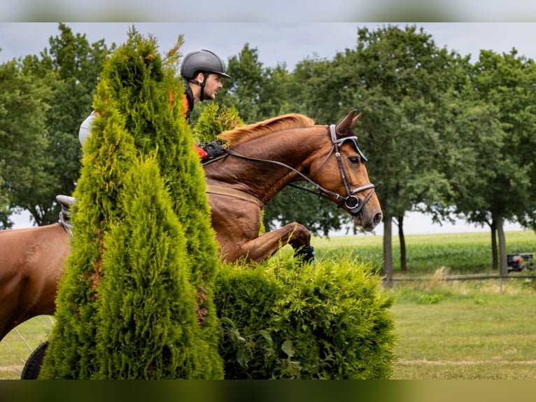 Clases de salto – ¡nuevas fechas disponibles ahora!