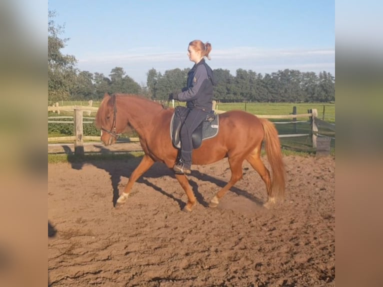 Clases móviles para ti y tu caballo