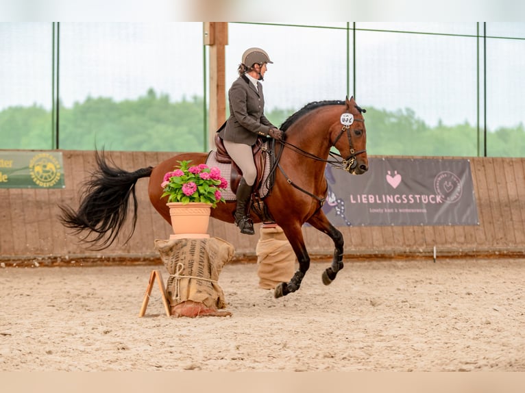 Einführung in die Grundlagen der Working Equitation - mobiler Unterricht/mobile Trailkurse