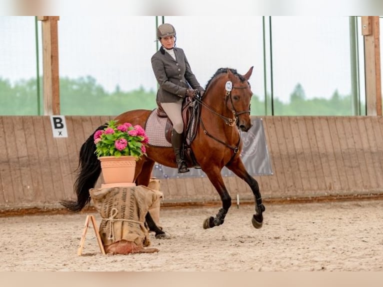 Einführung in die Grundlagen der Working Equitation - mobiler Unterricht/mobile Trailkurse