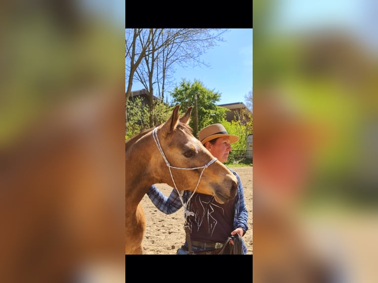 Entrenamiento personalizado de caballos, osteopatía equina, TGT, OsteoConceptCoach, NRW
