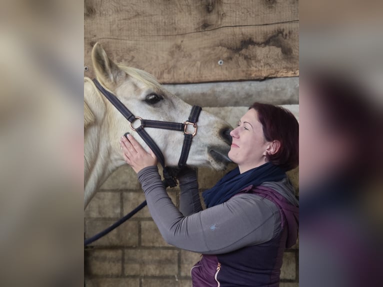 Entrenamiento personalizado de caballos, osteopatía equina, TGT, OsteoConceptCoach, NRW