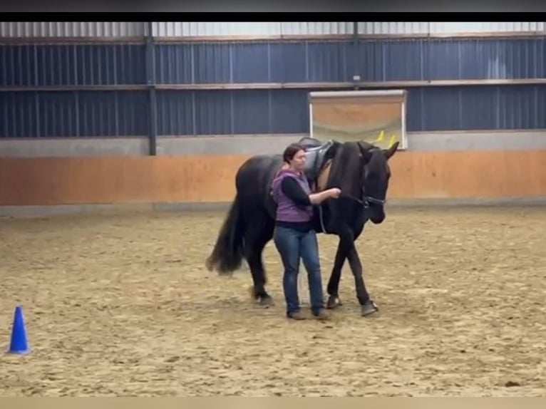 Entrenamiento personalizado de caballos, osteopatía equina, TGT, OsteoConceptCoach, NRW