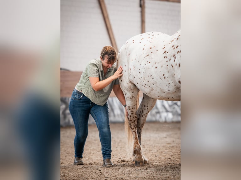 Fisioterapia y osteopatía para caballos