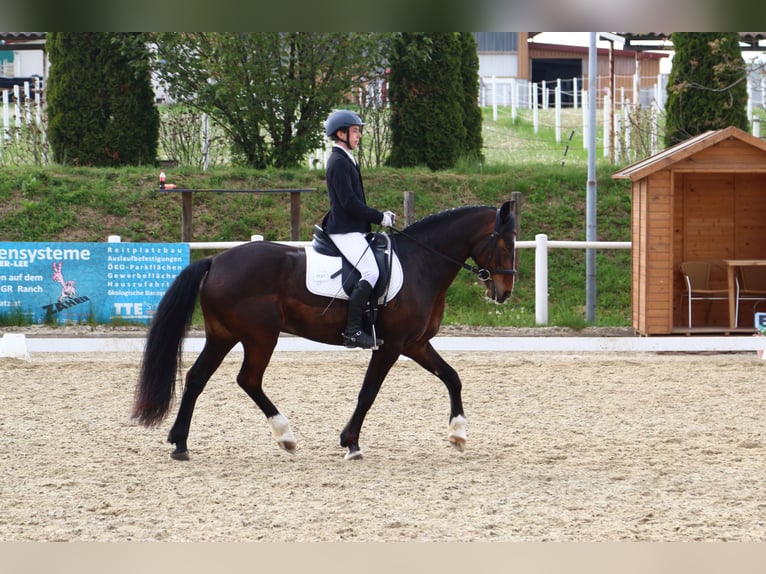Lección de doma clásica en pony de 152 cm de altura en categoría M